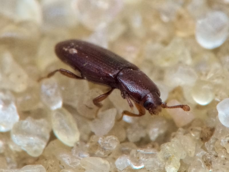 Cerylon ferrugineum Stephens, 1830